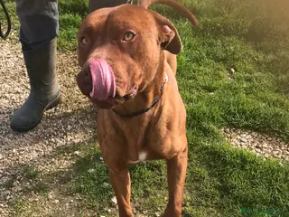 Altre razze cani EVANDER, sguardo malinconico a Provincia di Latina - Annuncio 9