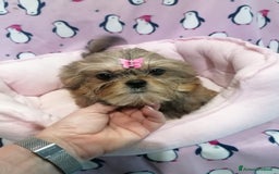 Meticcio cani in vendita: Shorkie cuccioli - Yorkshire e Shih Tzu a Province of Rovigo - Immagine 1