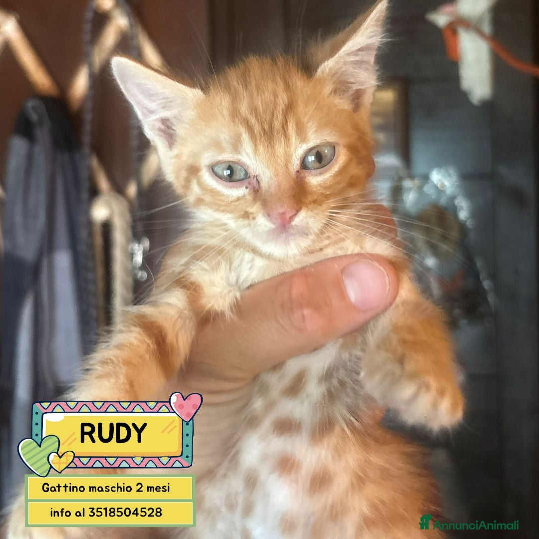 Meticcio gatti Rudy dolce gattino rosso 2 mesi cerca casa - Annuncio 2