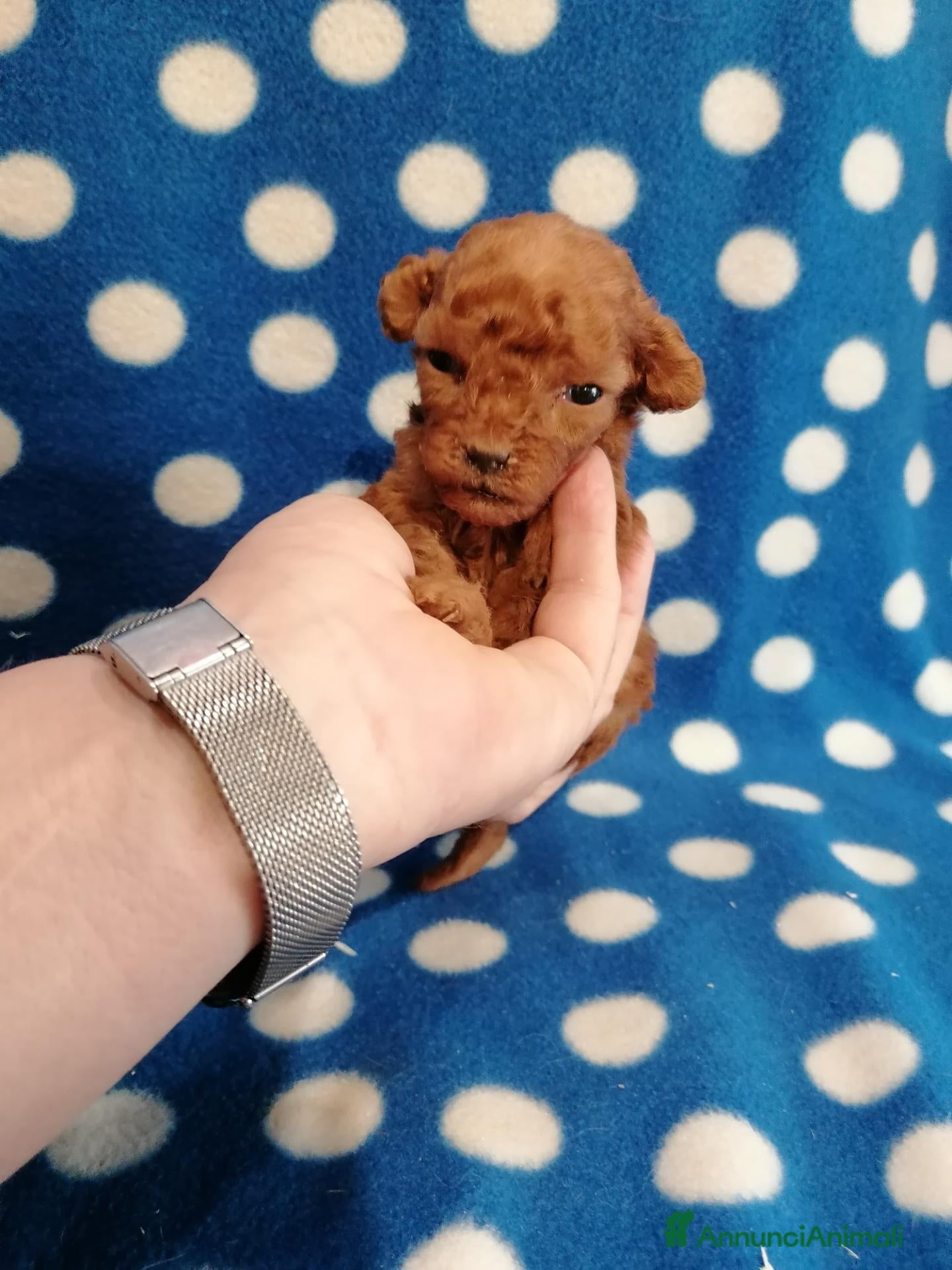 Barboncino cani Barboncini nani red cuccioli - Annuncio 3