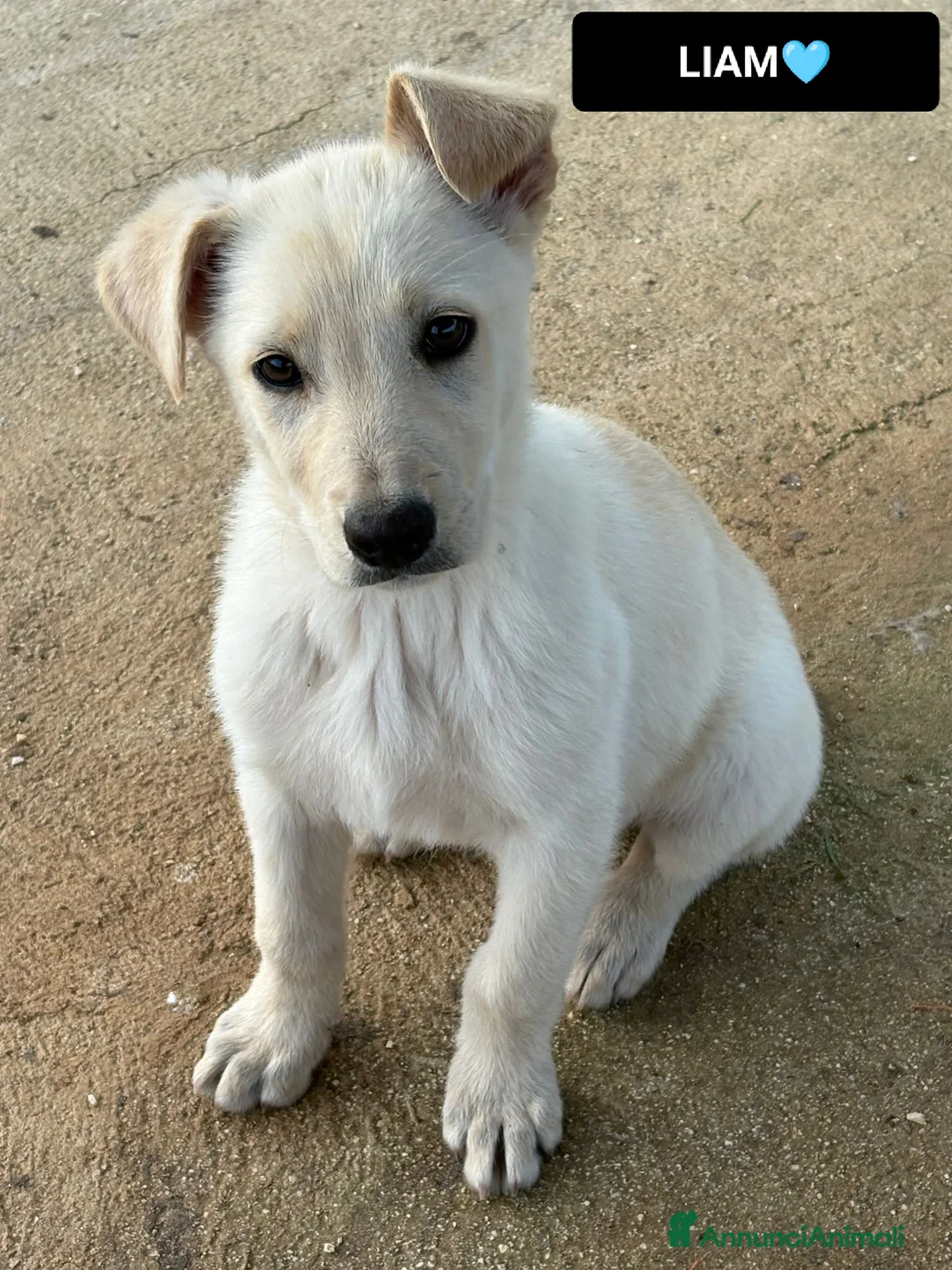 Altre razze cani in regalo: liam  - Annuncio 5