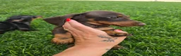 Bassotto cani in vendita: Bassotto tedesco  a Città metropolitana di Roma Capitale - Annuncio 5