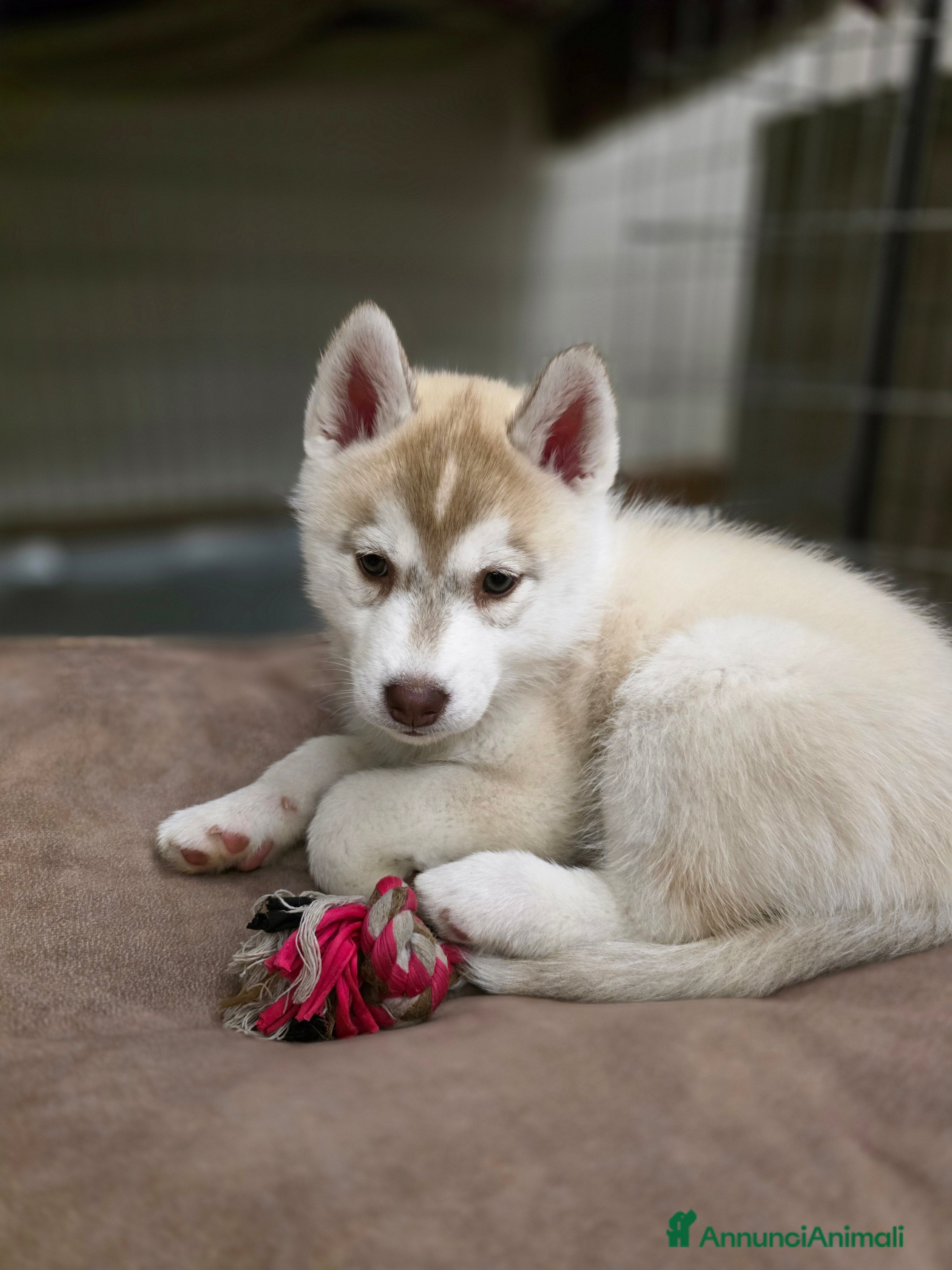 Husky cani Occhi di ghiaccio: Siberian Husky  - Annuncio 2