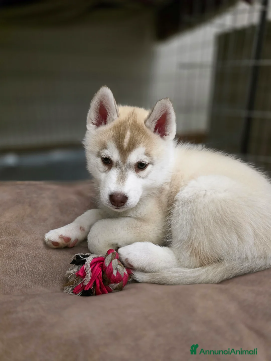 Husky cani in vendita: Occhi di ghiaccio: Siberian Husky  - Annuncio 2