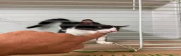 Meticcio gatti in regalo: La dolce felicia  - Annuncio 5