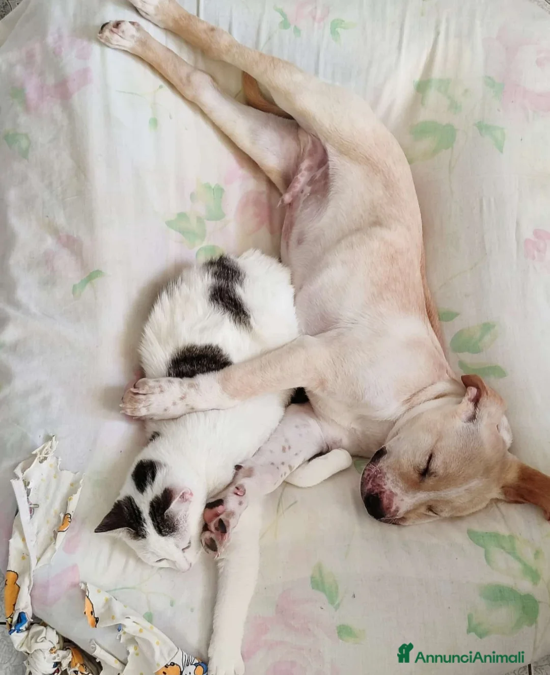 Meticcio cani in regalo: 3mesi pelo corto salvato dalla morte pronto x part - Annuncio 5