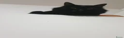 Meticcio gatti in regalo: Gatto nero a Provincia di Brescia - Annuncio 4