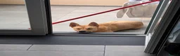 Meticcio cani in regalo: Cerco nuova famiglia per TYSON – 7 anni, IMPERIA  - Annuncio 2