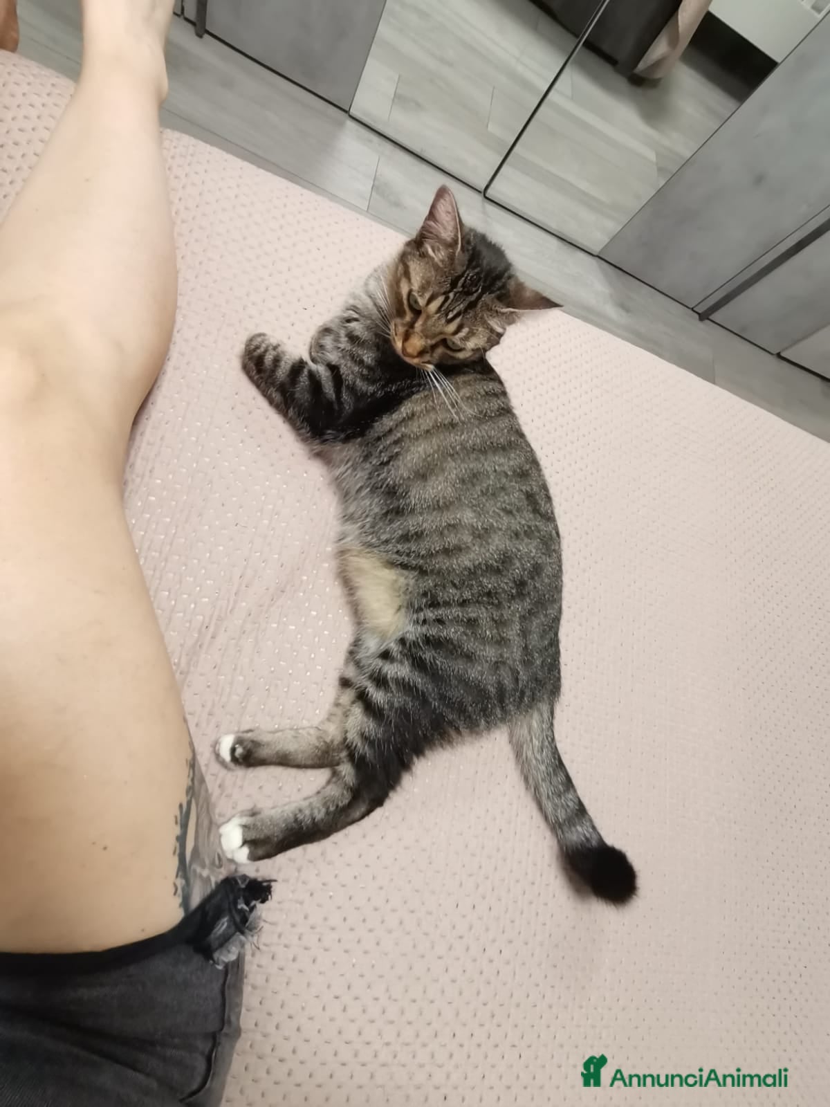 Europeo gatti Gatto europeo maschio tigrato  - Annuncio 2