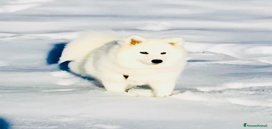 Immagine della galleria {{count}}