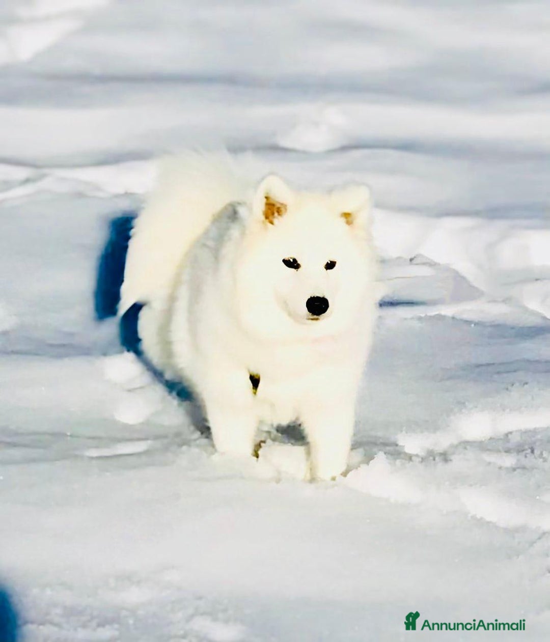 Immagine della galleria {{count}}