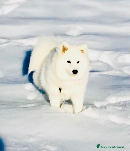 Immagine della galleria {{count}}