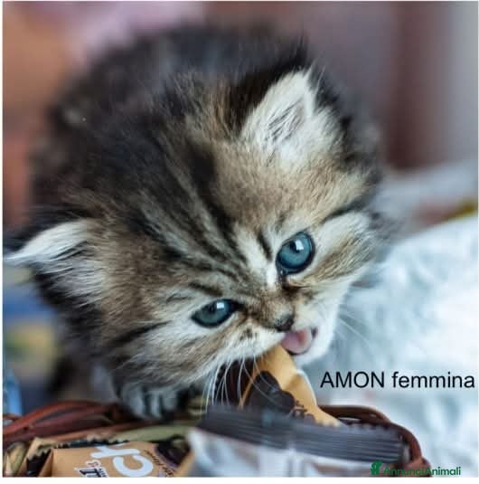 Persiano gatti DISPONIBILI 2 MERAVIGLIOSI CUCCIOLI DI PERSIANO - Annuncio 30