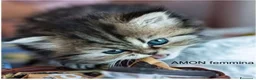 Persiano gatti in vendita: DISPONIBILI 2 MERAVIGLIOSI CUCCIOLI DI PERSIANO - Annuncio 1
