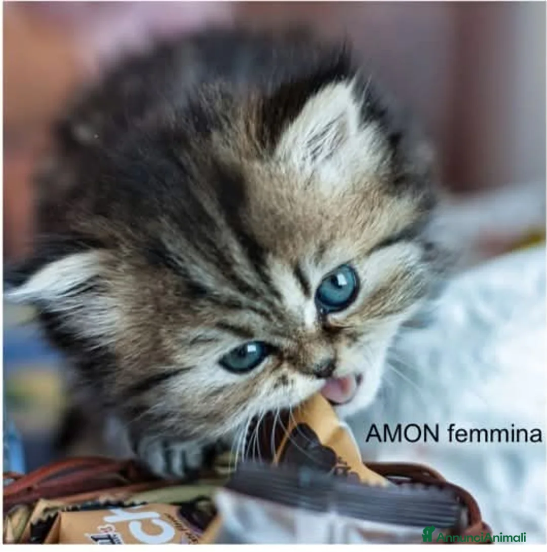 Persiano gatti in vendita: DISPONIBILI 2 MERAVIGLIOSI CUCCIOLI DI PERSIANO - Annuncio 1