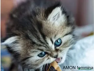 Persiano gatti DISPONIBILI 2 MERAVIGLIOSI CUCCIOLI DI PERSIANO - Annuncio 1