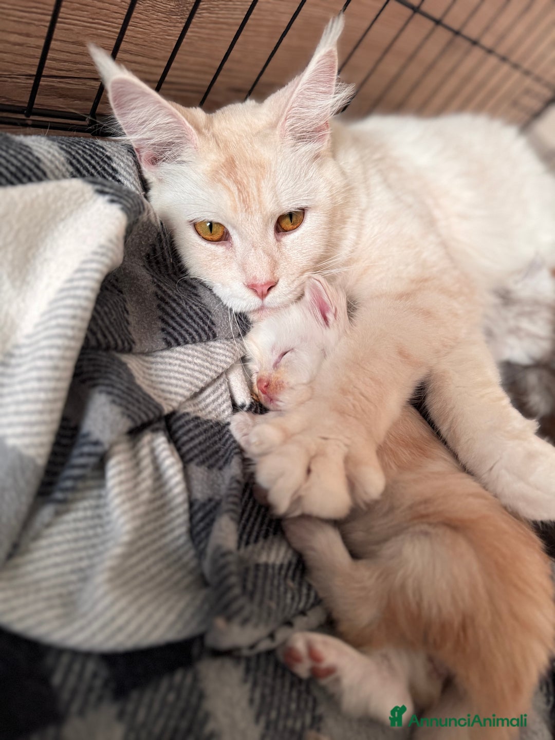 Maine Coon gatti in vendita: Cucciolo Maine Coon- pedigree AFSI - Annuncio 6