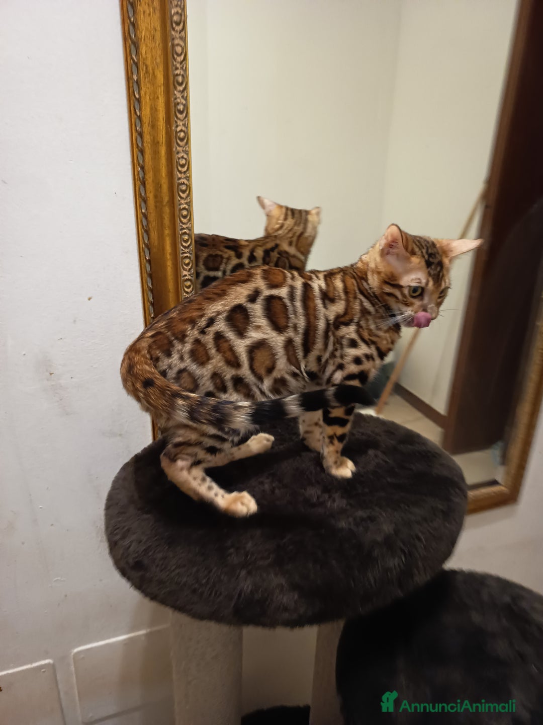 Bengala gatti in vendita: meraviglioso maschietto Bengala  - Annuncio 12