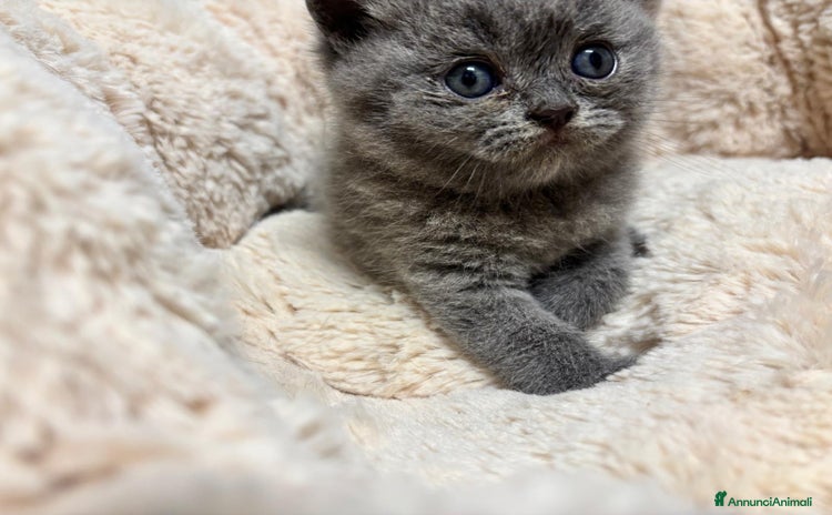 British gatti a Provincia di Lodi - Annuncio 8