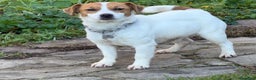 Jack Russell cani in vendita: Cuccioli Jack Russell  pelo liscio con pedigree - Annuncio 2