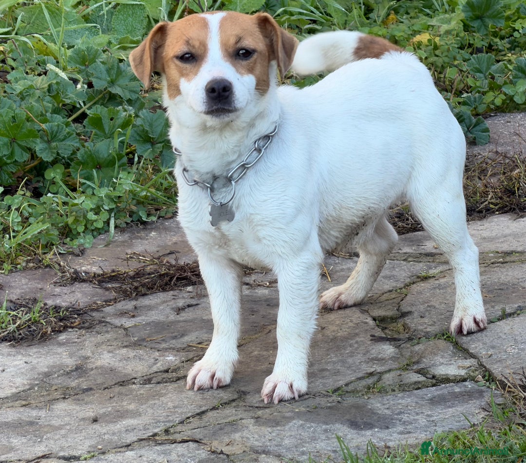 Jack Russell cani in vendita: Cuccioli Jack Russell  pelo liscio con pedigree - Annuncio 2