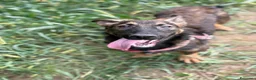 Meticcio cani in regalo: ENZO, lupacchiotto ZAMPACORTA simpaticissimo! - Annuncio 8