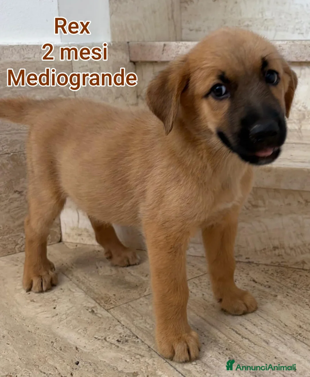 Meticcio cani in regalo: SERVONO ADOZIONI PER SALVARLI! a Provincia di Modena - Annuncio 2
