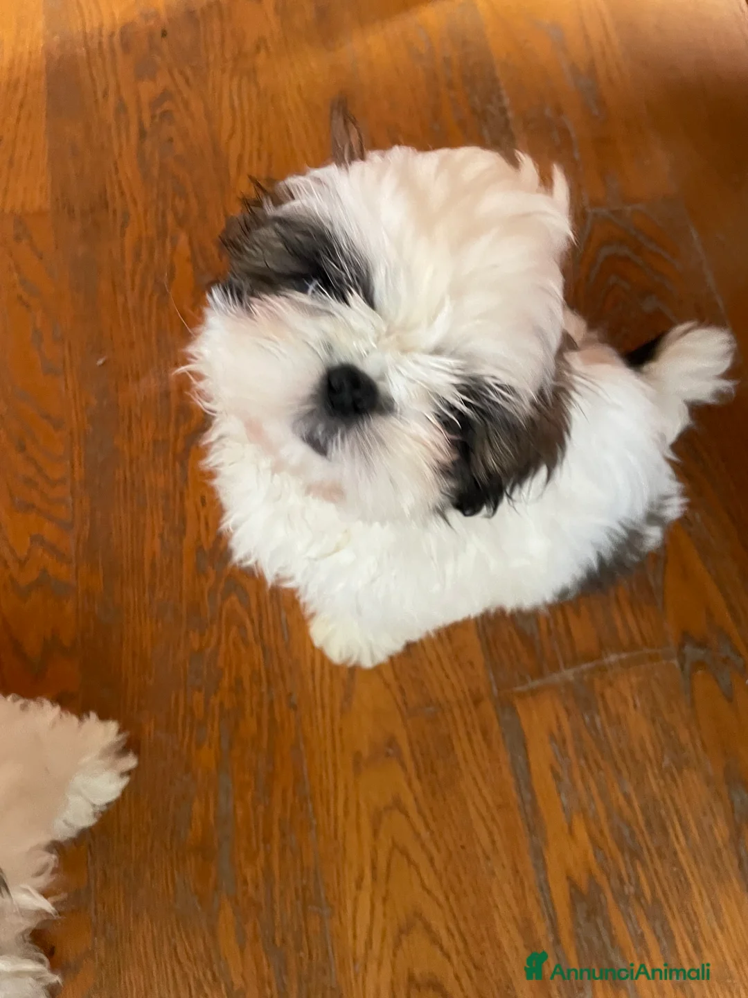 Shih Tzu cani in vendita: Cuccioli di shihtzu  - Annuncio 3