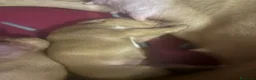 Pitbull cani in vendita: American Pit bull terrier UKC - Annuncio 11