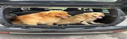 Golden Retriever cani in vendita: Cuccioli di golden retriver  a Città Metropolitana di Napoli - Annuncio 10