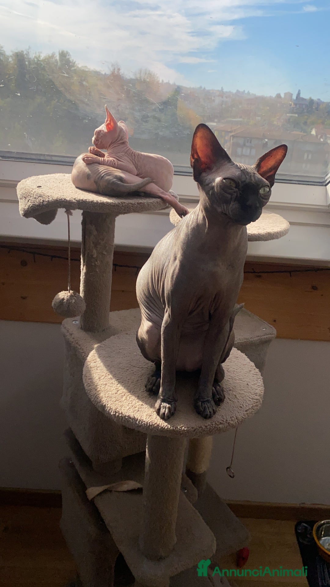 Sphynx gatti in vendita: Canadian Sphynx femmina - Annuncio 4
