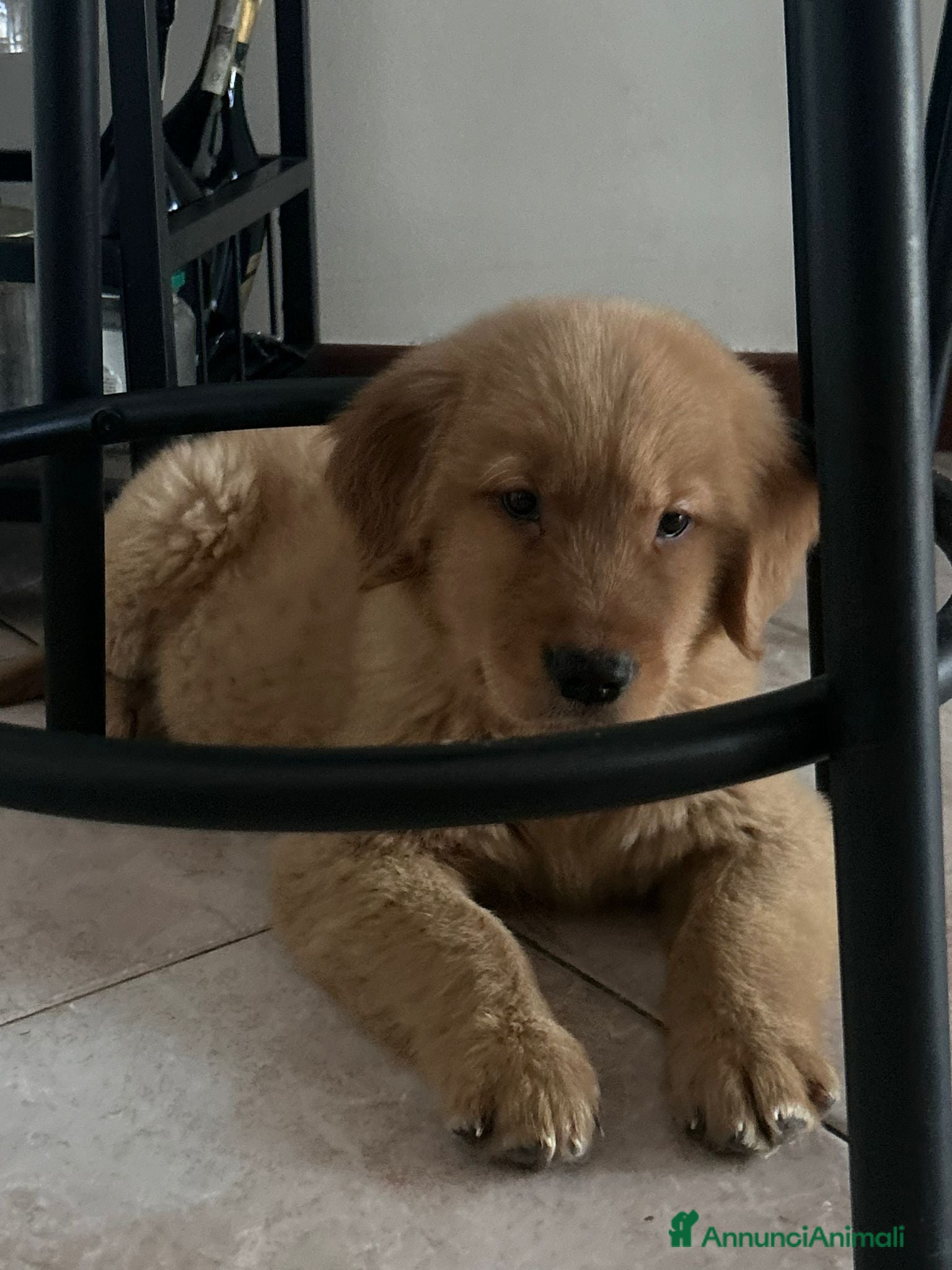 Golden Retriever cani Golden Retriever Americano  Disponibile subito  - Annuncio 1