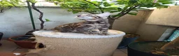 Bengala gatti in vendita: laun splendore cucciola Bengala 🥰  - Annuncio 16
