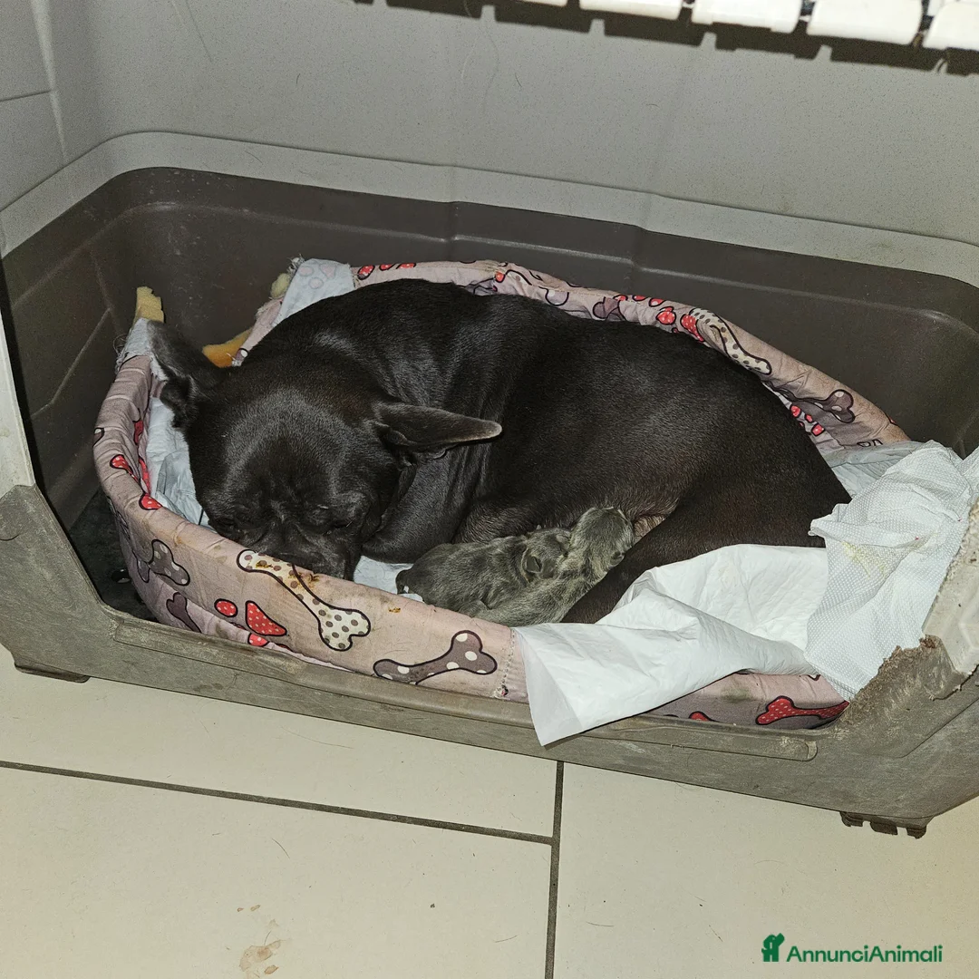 Bulldog Francese cani in vendita: Bulldog francese con striature dorate  a Provincia di Pisa - Annuncio 2