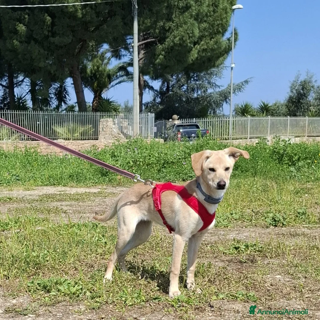 Meticcio cani in regalo: Luli la pazzerella  - Annuncio 2