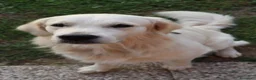 Golden Retriever cani per accoppiamento: ​Splendido Golden Retriever Maschio per Monta  a Provincia di Lecco - Annuncio 3