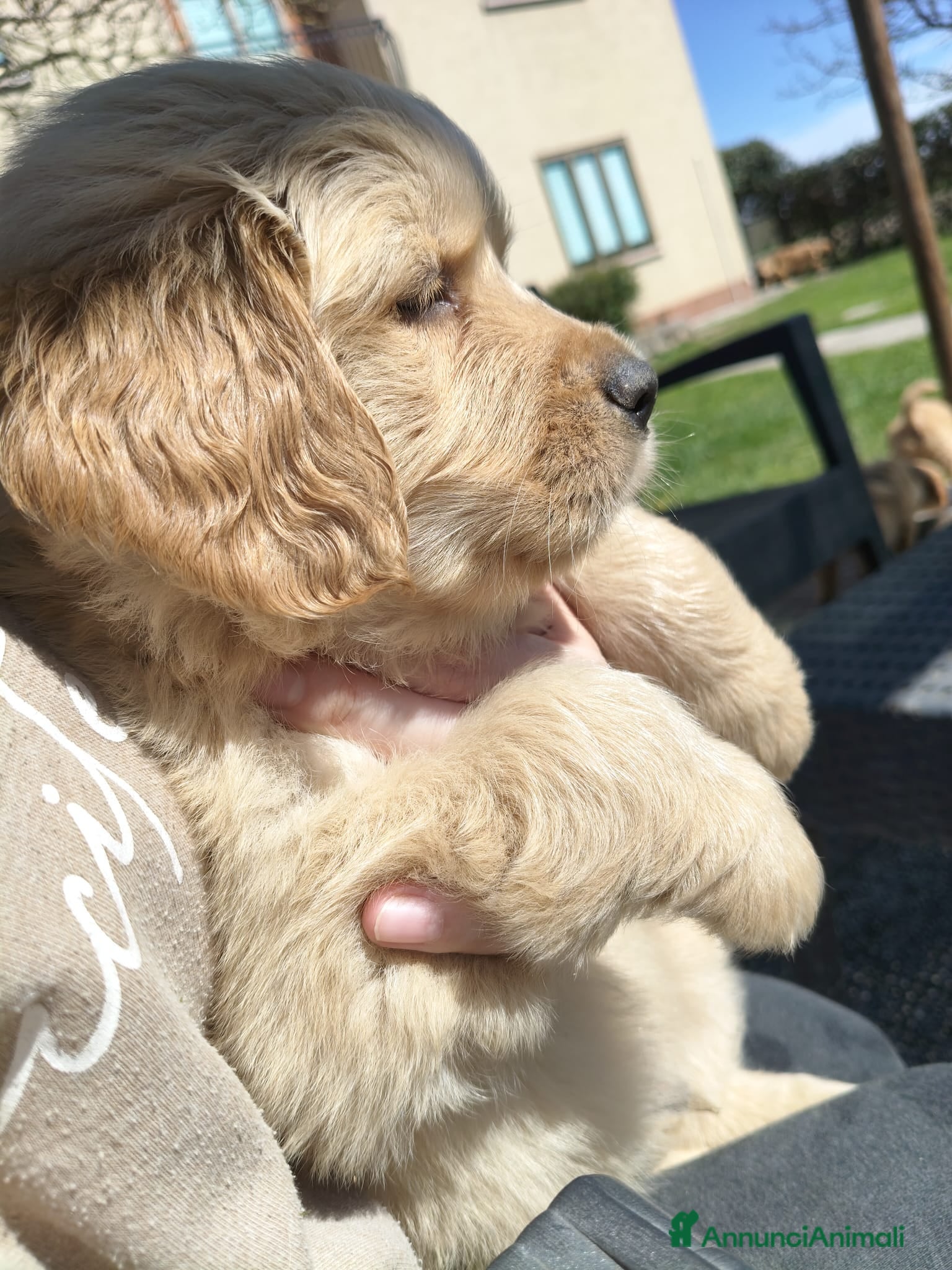 Golden Retriever cani Cuccioli Golden retriever 90% linea americana - Annuncio 1