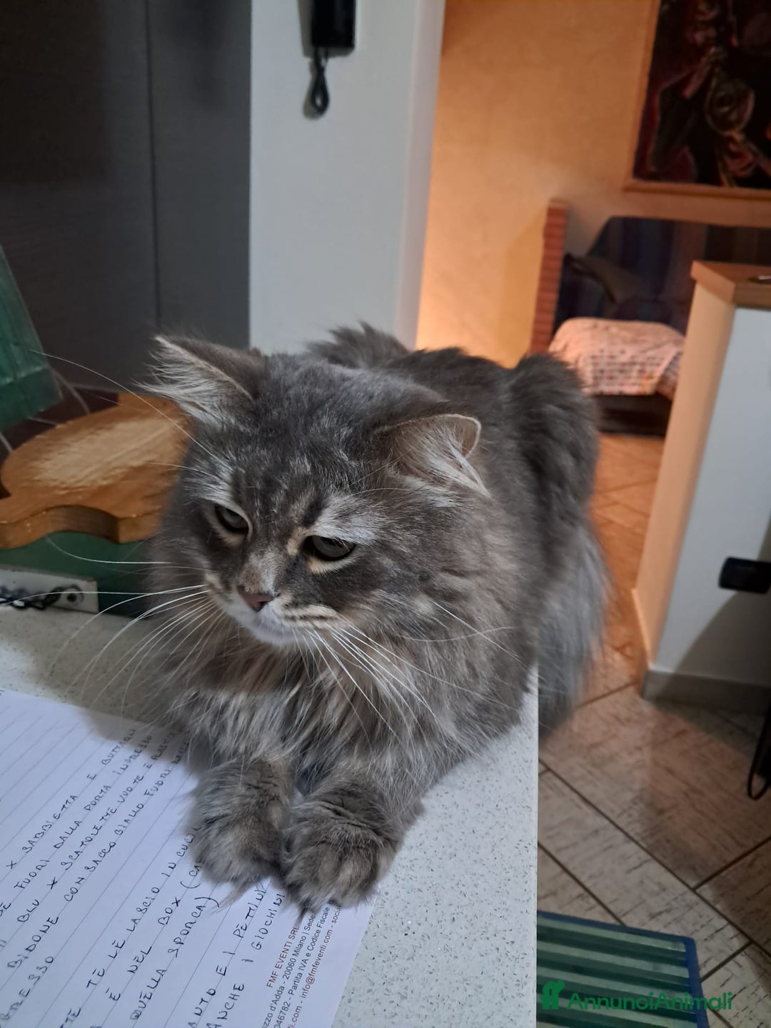 Siberiano gatti per accoppiamento: Gatto siberiano per accoppiamento  - Annuncio 2