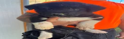 Akita Americano cani in vendita: Cuccioli di akita - Annuncio 6