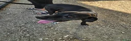 Meticcio cani in regalo: Edoardo: taglia media, equilbrato e socievole  - Annuncio 5