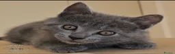 Certosino gatti in vendita: cuccioli di razza certosino  - Annuncio 5
