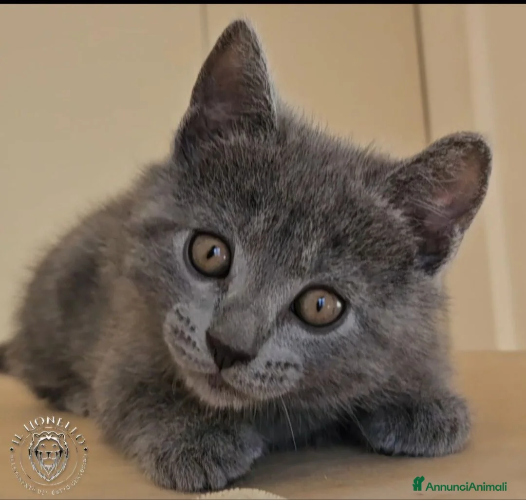 Certosino gatti in vendita: cuccioli di razza certosino  - Annuncio 5