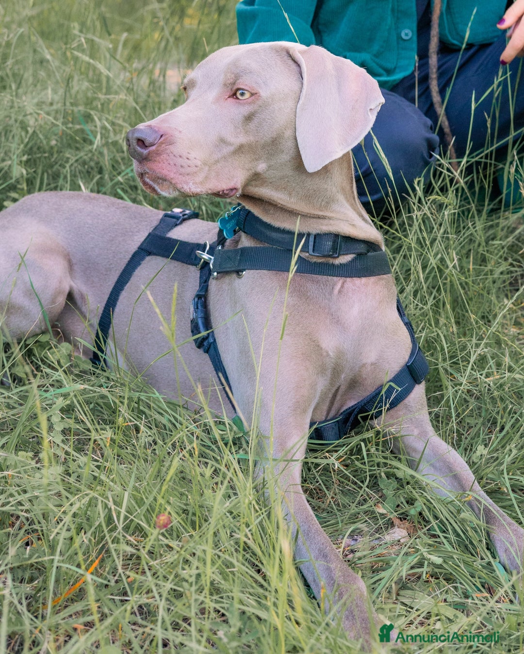 Weimaraner cani per accoppiamento: Weimaraner maschio - Annuncio 3