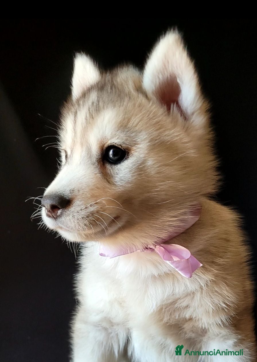 Husky cani SIBERIAN HUSKY CUCCIOLATA CON PEDIGREE  - Annuncio 7