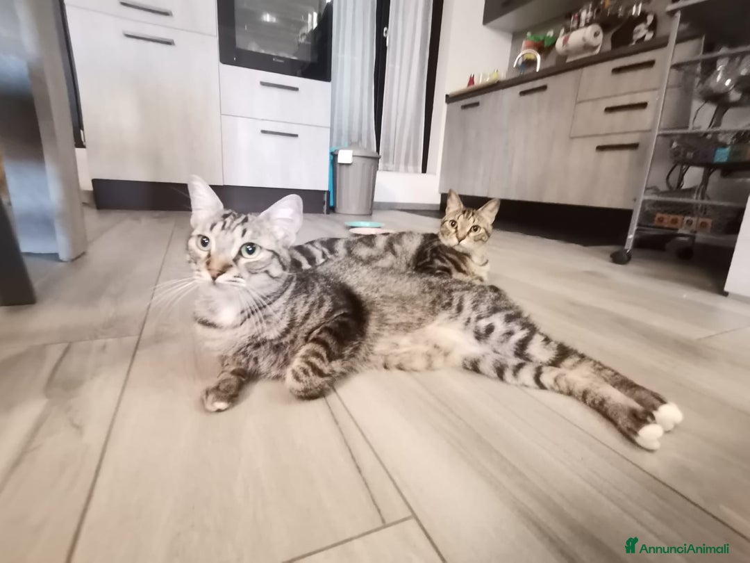 Europeo gatti in regalo: Gatti europei fratelli - Annuncio 16