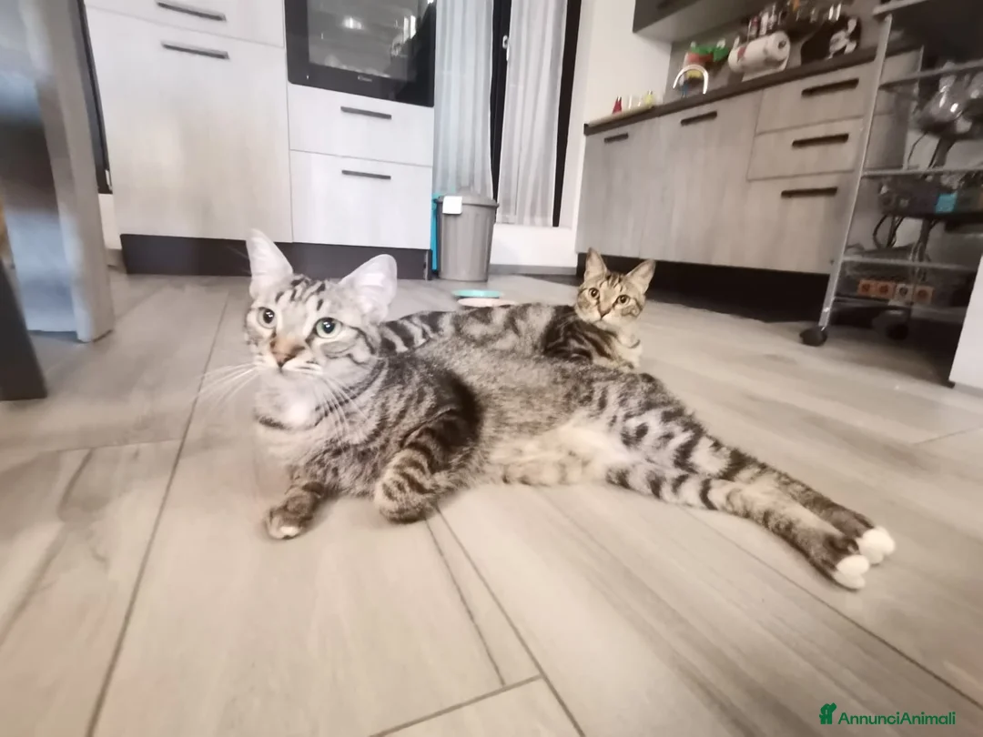 Europeo gatti in regalo: Gatti europei fratelli - Annuncio 16