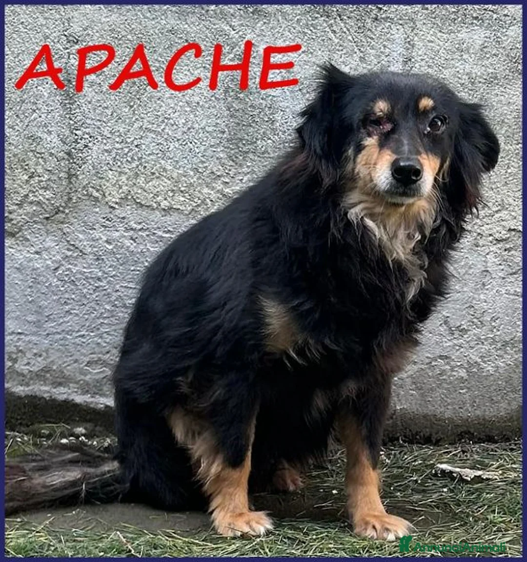 Meticcio cani in regalo: APACHE un piccolo guerriero - Annuncio 1