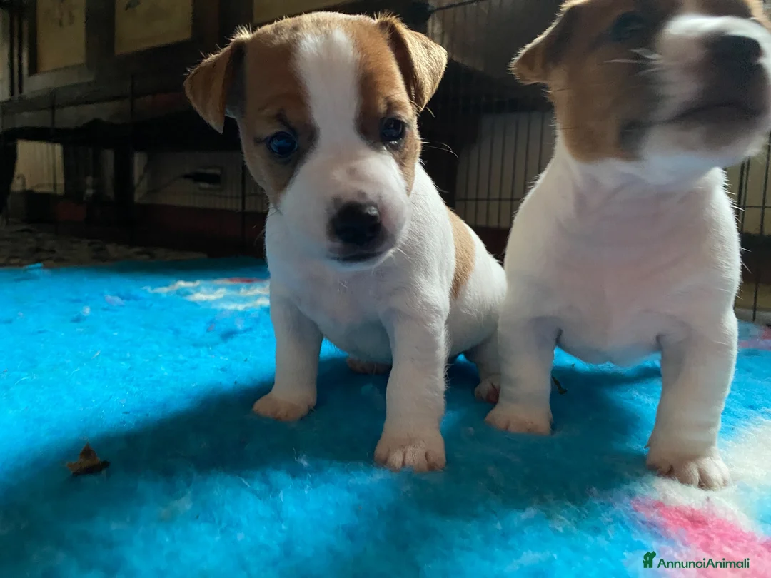 Jack Russell cani in vendita: Jack Russell terrier pelo corto femmina pedigree - Annuncio 2