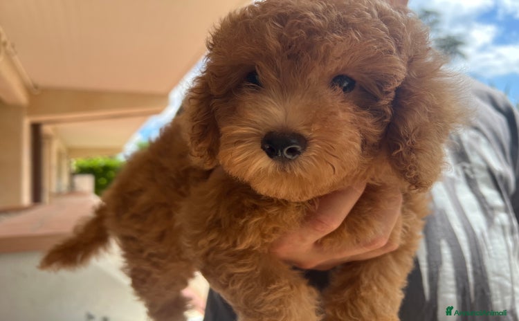 Barboncino cani a Città Metropolitana di Firenze - Annuncio 2