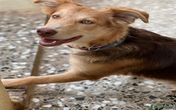 Meticcio cani in regalo: Cucciolo di 8 mesi - Immagine 5